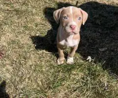 Baby Pitbull 3 boys and 1 girl