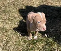 Baby Pitbull 3 boys and 1 girl