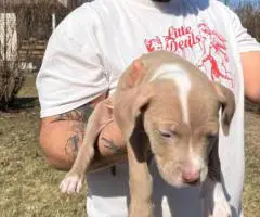 Baby Pitbull 3 boys and 1 girl