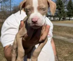 Baby Pitbull 3 boys and 1 girl