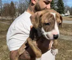 Baby Pitbull 3 boys and 1 girl