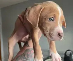 Baby Pitbull 3 boys and 1 girl