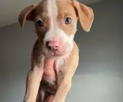 Baby Pitbull 3 boys and 1 girl