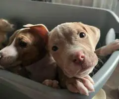 Baby Pitbull 3 boys and 1 girl