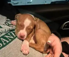 Baby Pitbull 3 boys and 1 girl