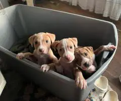 Baby Pitbull 3 boys and 1 girl