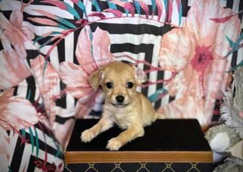 Friendly little Chihuahua puppies