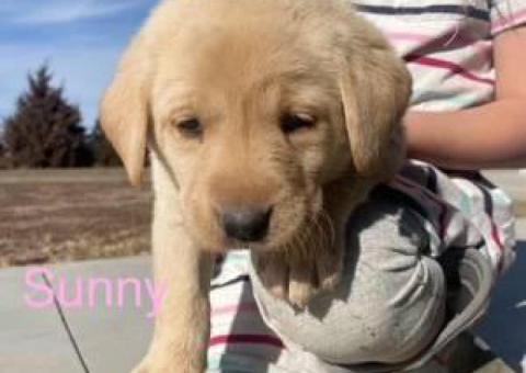 Purebred yellow Labrador puppies for sale