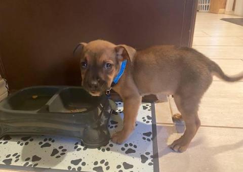 Black and tan Jack Russell Mix puppy