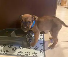 Black and tan Jack Russell Mix puppy