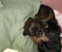 3 Jack Rat Terrier puppies for sale