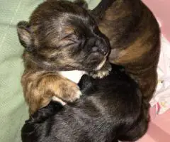 3 Jack Rat Terrier puppies for sale