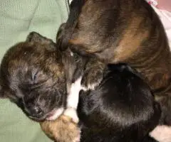 3 Jack Rat Terrier puppies for sale