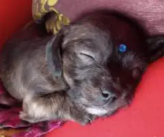 3 Jack Rat Terrier puppies for sale