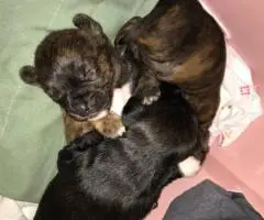 3 Jack Rat Terrier puppies for sale