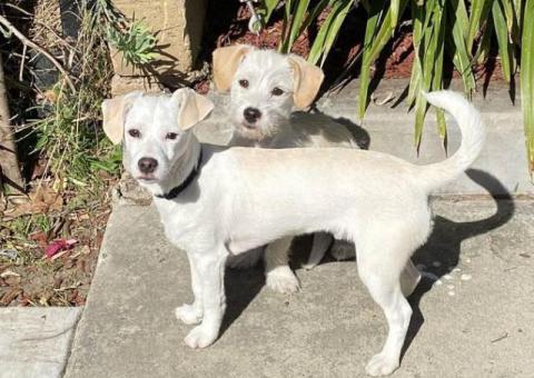 Small breed Chihuahua minpin puppies