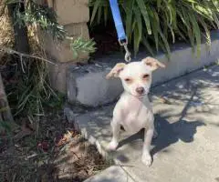 Small breed Chihuahua minpin puppies