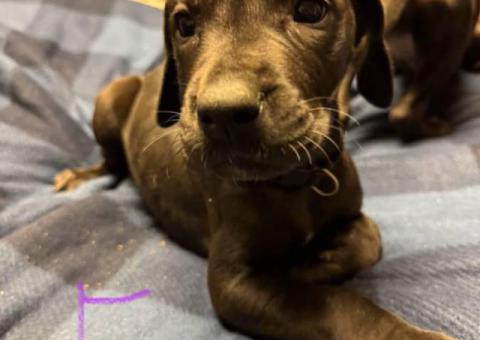 8 Great Dane puppies for sale