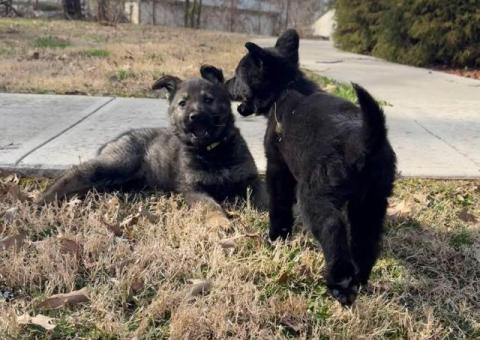 3 AKC German Shepherd puppies for sale