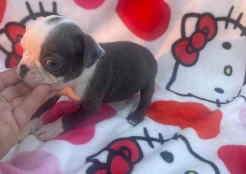 Blue, Lilac, and Brindle Boston Terrier puppies