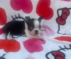 Blue, Lilac, and Brindle Boston Terrier puppies