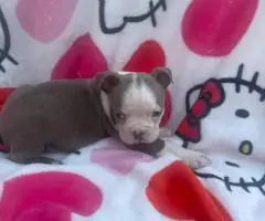 Blue, Lilac, and Brindle Boston Terrier puppies