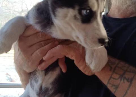 2 female Huskies ISO of good homes