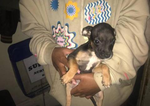 Labradane Mix puppies for sale