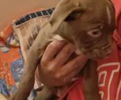 Labradane Mix puppies for sale