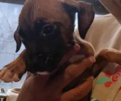 Labradane Mix puppies for sale