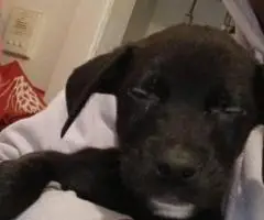 Labradane Mix puppies for sale