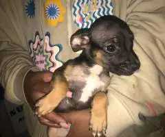 Labradane Mix puppies for sale
