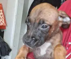 Labradane Mix puppies for sale