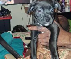 Labradane Mix puppies for sale
