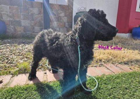 5 Schnoodle puppies for sale