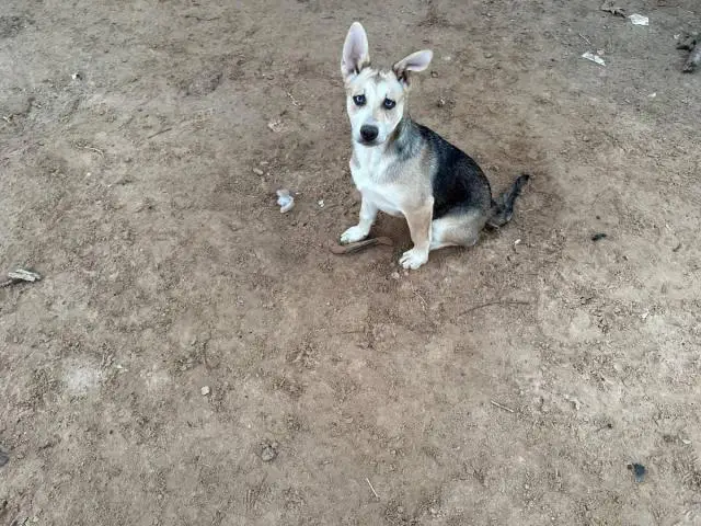 4 months old German Shepsky puppies