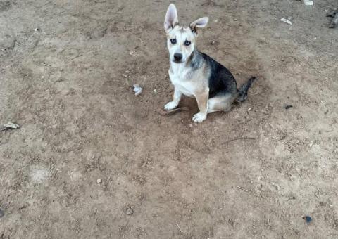 4 months old German Shepsky puppies