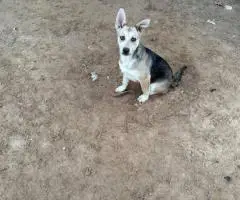 4 months old German Shepsky puppies