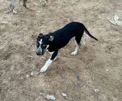 4 months old German Shepsky puppies
