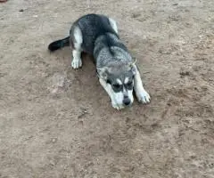 4 months old German Shepsky puppies