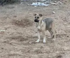 4 months old German Shepsky puppies