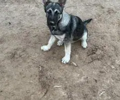 4 months old German Shepsky puppies