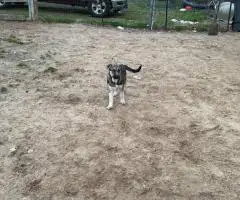 4 months old German Shepsky puppies