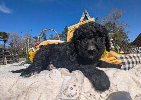 Hypoallergenic goldendoodle puppies for sale