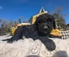 Hypoallergenic goldendoodle puppies for sale