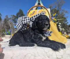 Hypoallergenic goldendoodle puppies for sale