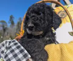 Hypoallergenic goldendoodle puppies for sale