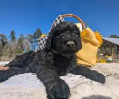 Hypoallergenic goldendoodle puppies for sale