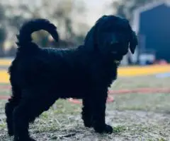Hypoallergenic goldendoodle puppies for sale