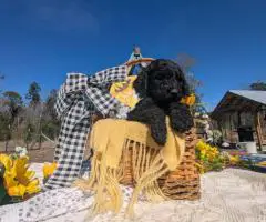 Hypoallergenic goldendoodle puppies for sale